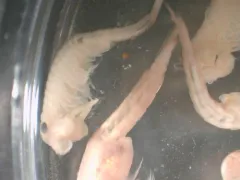 Neglected Fairy Shrimp thumbnail 4
