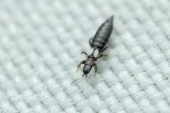 Rhipidothrips brunneus thumbnail 1