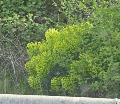 Mediterranean spurge thumbnail 4