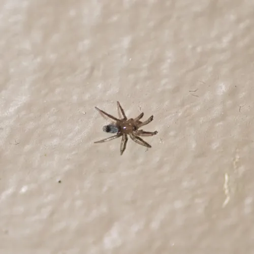 Mouse Spider