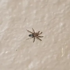 Mouse Spider thumbnail 1
