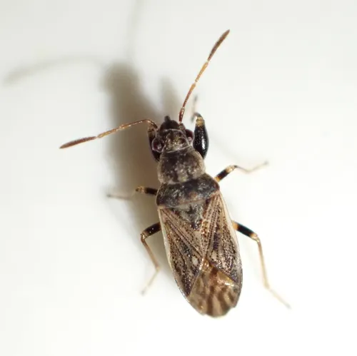 Pale-spotted Seed Bug