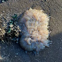 Longfin Inshore Squid thumbnail 2
