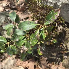 Mountain Laurel Leaf Spot thumbnail 3