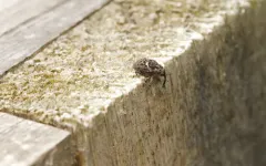 Eubulus bisignatus thumbnail 3