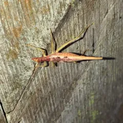 Two-spotted Tree Cricket thumbnail 4