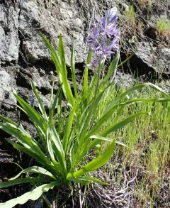 Cusick's Camas thumbnail 3