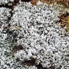 Stalkless Cladonia thumbnail 4