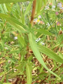 Eaton's aster thumbnail 2