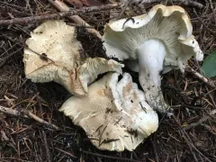 Tricholoma apium thumbnail 2