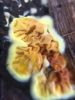 Pseudomerulius aureus thumbnail 3