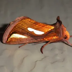 Connected Looper Moth thumbnail 3