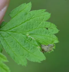 Purplish Birch-miner Moth thumbnail 2