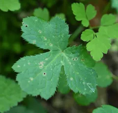 Sanicle Leafminer thumbnail 4