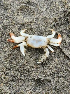 Gaper Pea Crab thumbnail 2