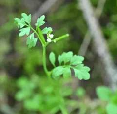 little western bittercress thumbnail 4