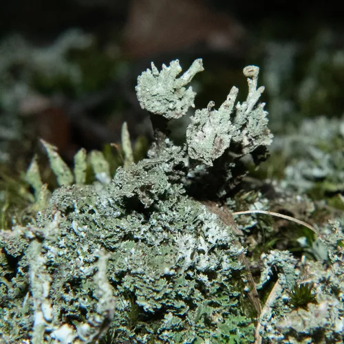 Powdered Funnel Lichen