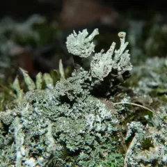 Powdered Funnel Lichen thumbnail 1