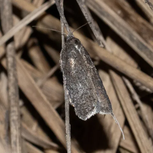 Mediterranean Flour Moth