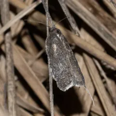 Mediterranean Flour Moth thumbnail 1