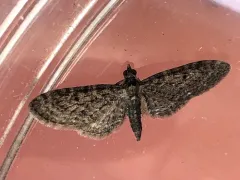 Fletcher's Pug Moth thumbnail 4