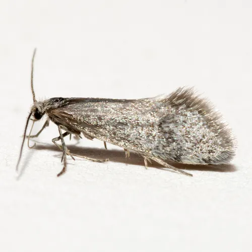 Greya solenobiella