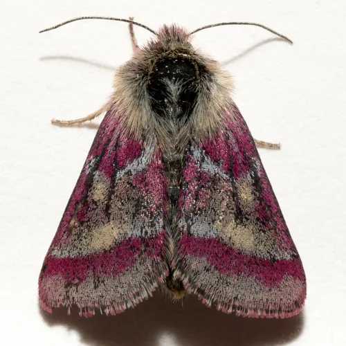 Schinia pulchripennis
