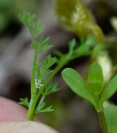 California Hedge Parsley thumbnail 4