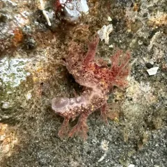 Branched Dendronotid thumbnail 4
