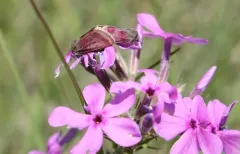Phlox Moth thumbnail 3