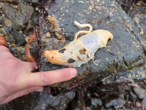 Pallid Sea Cucumber