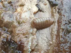 Leptochiton cascadiensis thumbnail 2