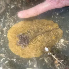 Noble Dorid thumbnail 4