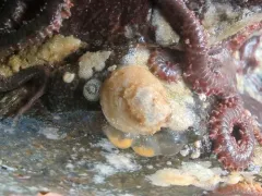 Pacific Half-slipper Snail thumbnail 1