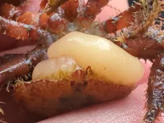 Briarosaccus tenellus thumbnail 1