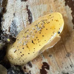 Heath's Dorid thumbnail 4