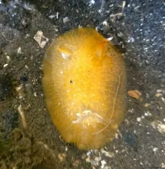 Sandalwood Dorid thumbnail 2