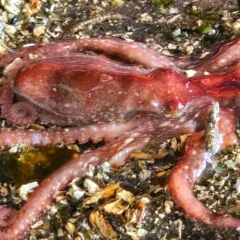 East Pacific Red Octopus thumbnail 2