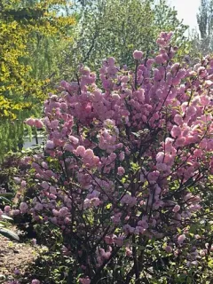 flowering plum thumbnail 3