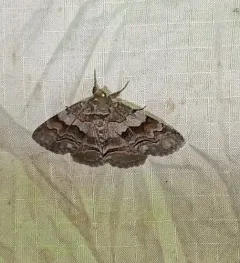 Gray-banded Zale Moth thumbnail 3