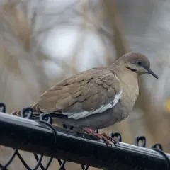 White-winged Dove thumbnail 4