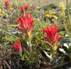 Fraternal Paintbrush thumbnail 2