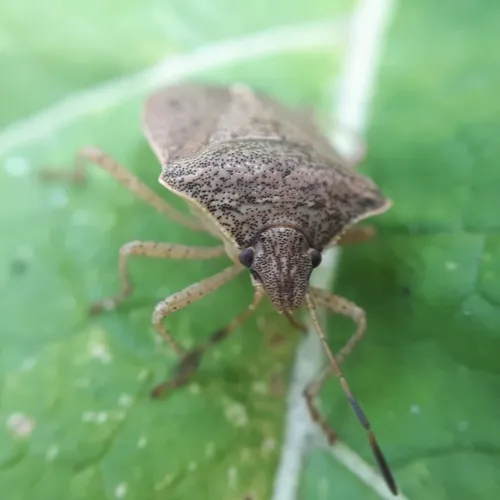 Brown Stink Bug