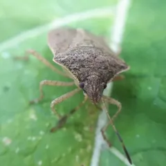 Brown Stink Bug thumbnail 1