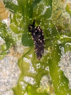 Enteromorpha-eating Sapsucker thumbnail 4