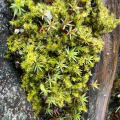 Elongate Rock Moss thumbnail 4