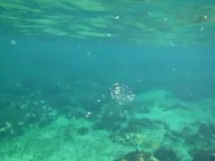 Oikopleura labradoriensis thumbnail 1