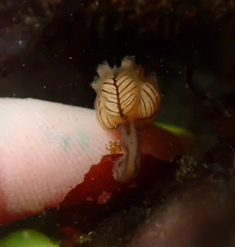 Manania distincta