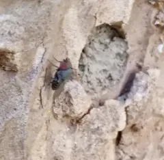 Houdini Fly thumbnail 4