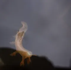 Stubby Dendronotid thumbnail 4